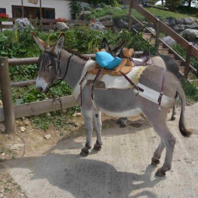 thumbnail_location d'anes